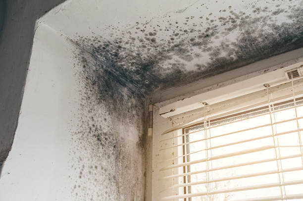 Affordable Mold Cleanup solutions in Lebanon, KY